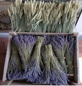 Product: Lavendel gedroogd xxl - Actuele voorraad: 3