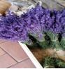 Product: Lavendel gedroogd xxl