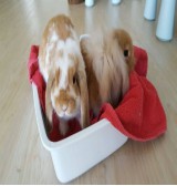Product: Ilse Vlekkie & Snuffie - Actuele voorraad: 12