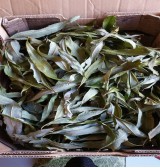 Product: wilgen blad gedroogd  - Actuele voorraad: 191
