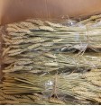 Product: .lavendel bloemen - ChantyPlace.com