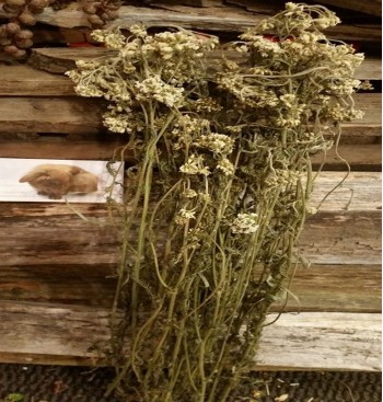 Product: Duizenblad heel 50 gram Product: Duizenblad heel 50 gram