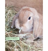 Product: Knabbel  hooi  - Actuele voorraad: 0