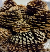 Product: .Kleine dennenappel naturel  - Actuele voorraad: 112