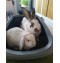https://www.chantyplace.nl/img/p/2335-5941-pictogram.jpg